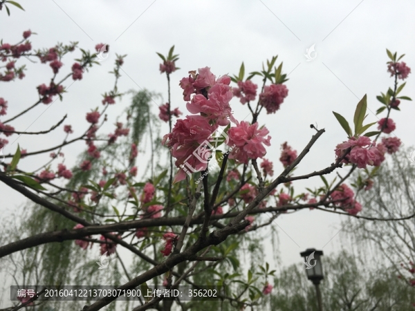 三月桃花