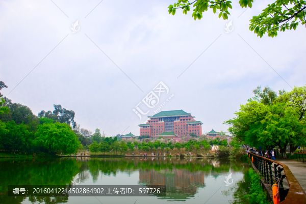 華農(nóng)紫荊花