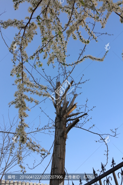 枯樹(shù)新花