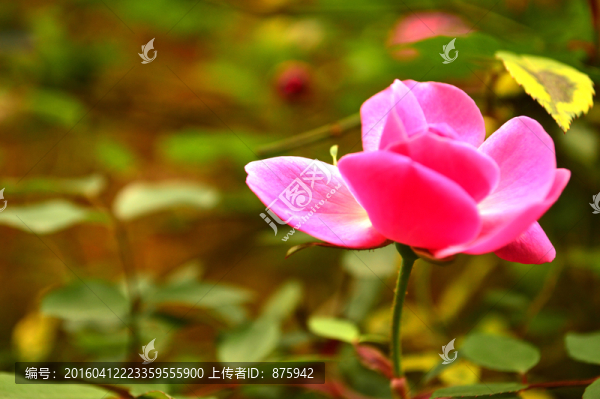 玫瑰花