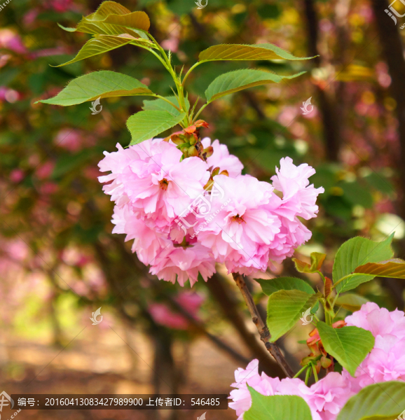 櫻花