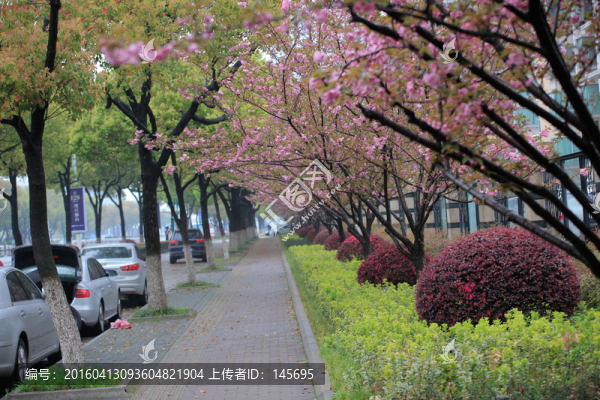 人行道上的櫻花