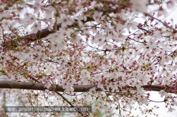 一樹(shù)櫻花