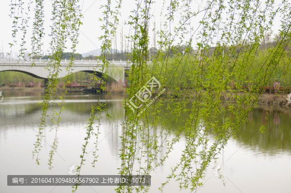 滁州城河公園永濟橋春色