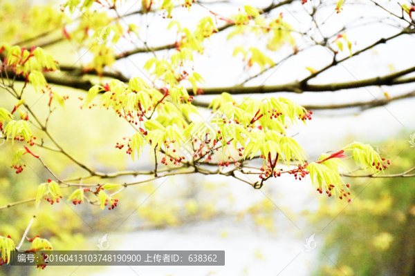 萌芽