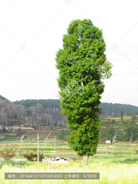 一棵黃連木
