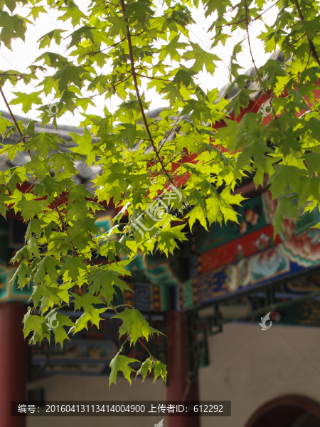 楓葉,楓樹