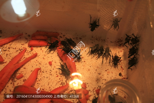 養(yǎng)蟈蟈