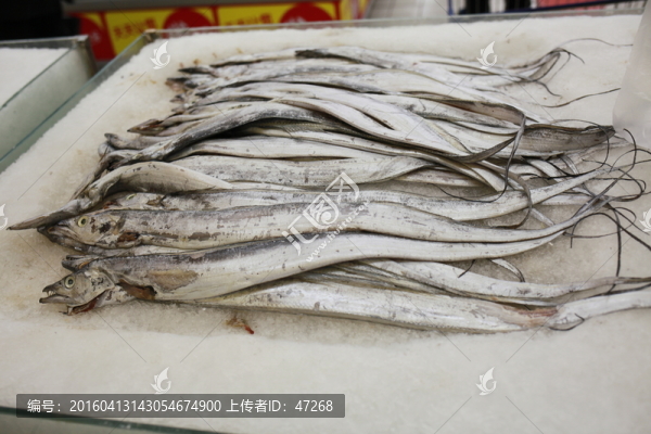 帶魚