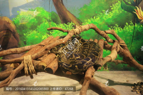 蛇