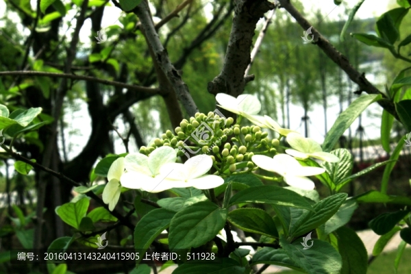 瓊花