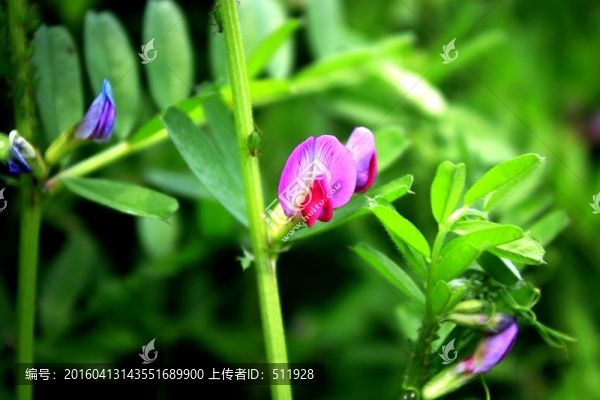 野豌豆