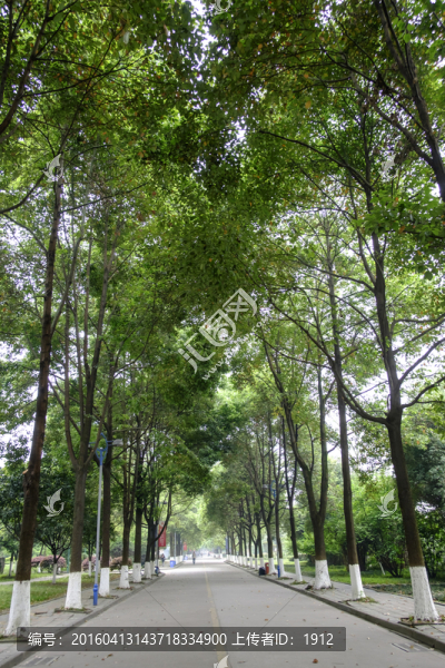 林蔭道