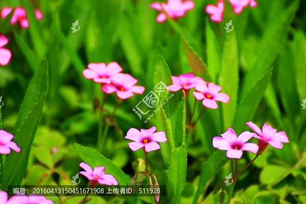 三葉草