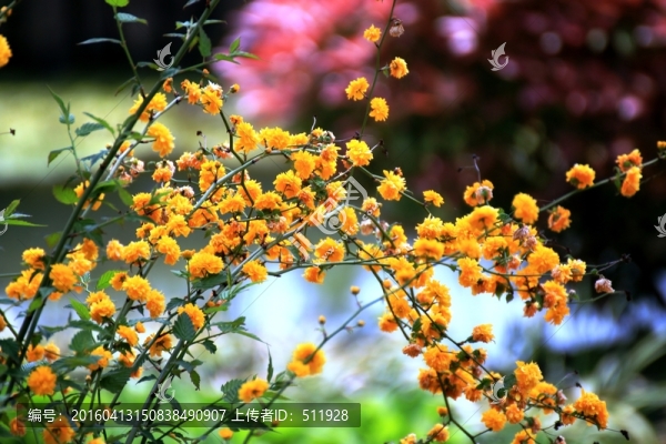 海棠花