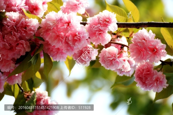 晚櫻