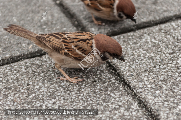 麻雀