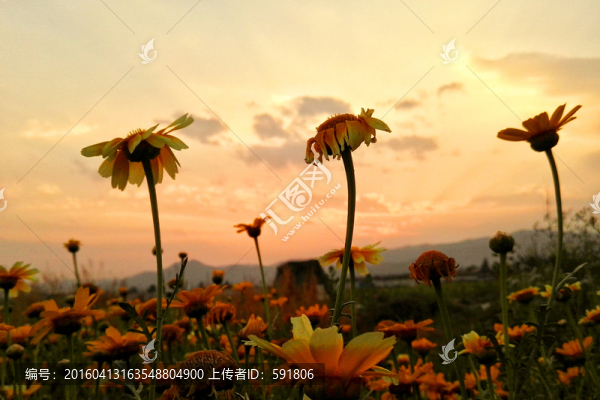 霞光中開滿雛菊花的田野