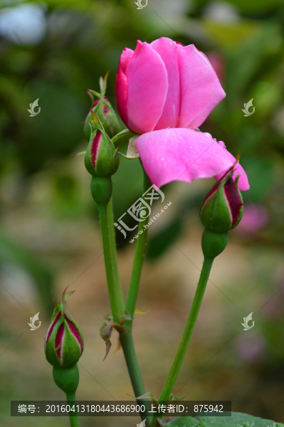 玫瑰花