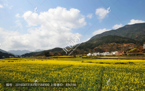 油菜花