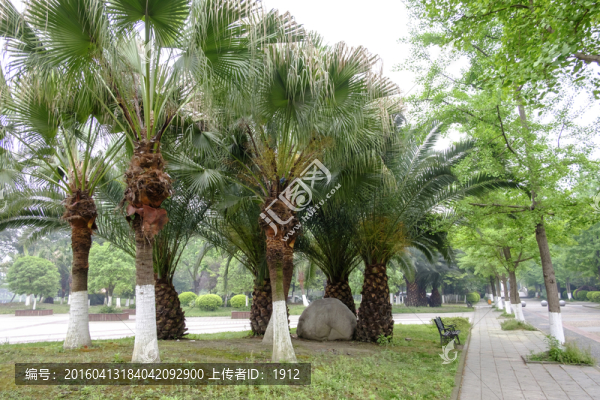 林蔭道