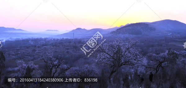 杏樹林