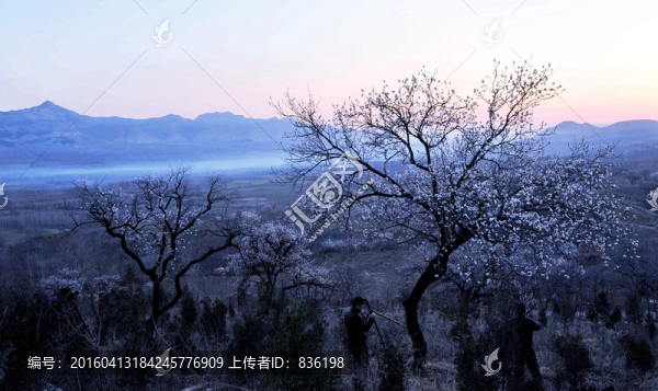 杏樹(shù)林