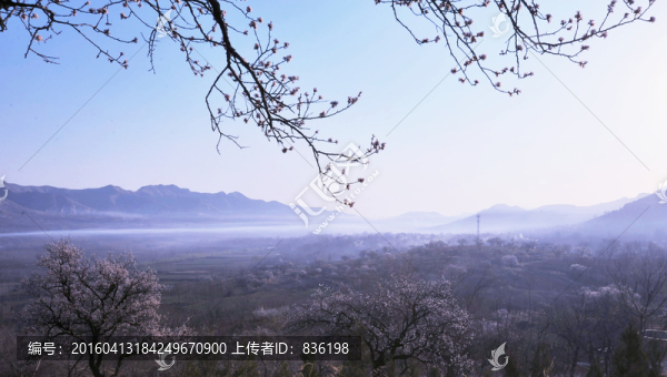 杏樹林