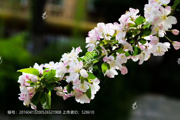 海棠花