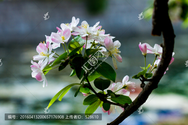 海棠花