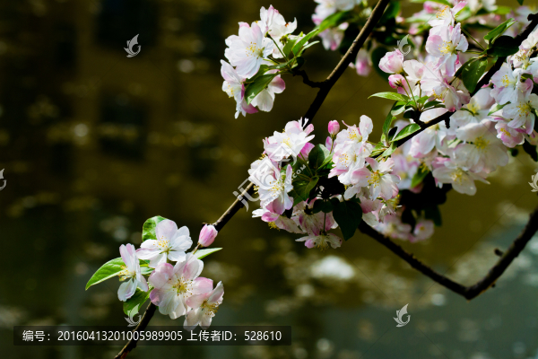 海棠花