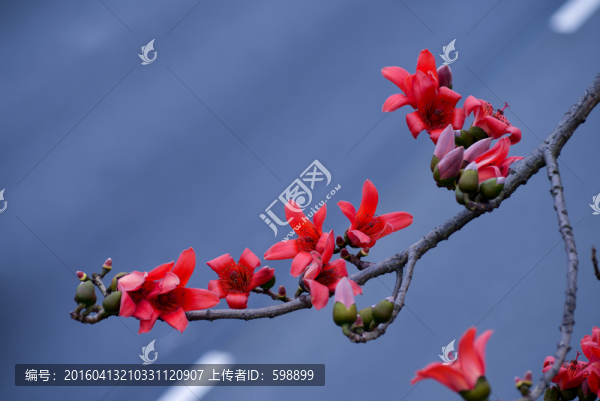 木棉畫