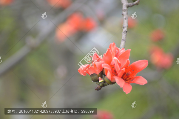 木棉花