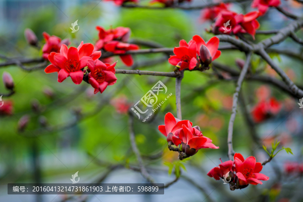 木棉花