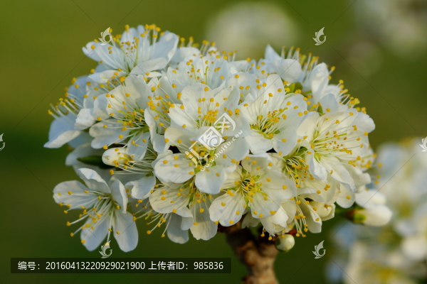 李子花