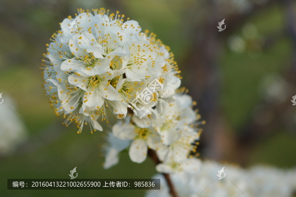 李子花（李花）