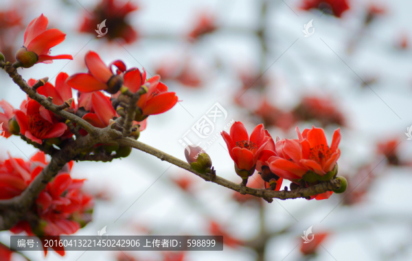 木棉花