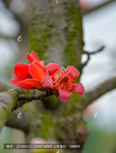 木棉花
