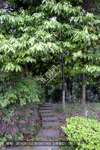 校園小路