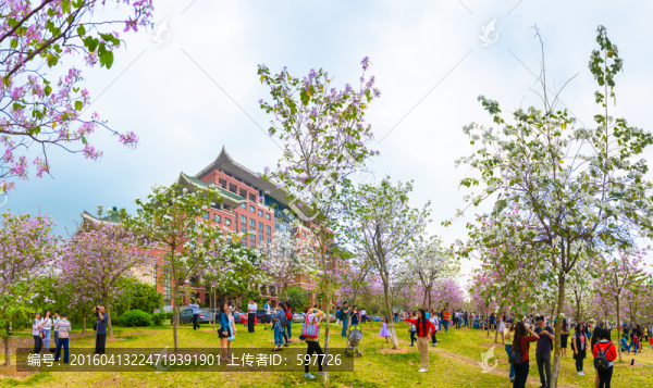 華農(nóng)紫荊花寬幅全景攝影