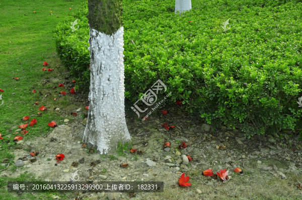 落花無意