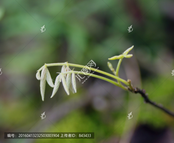 植物