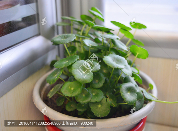 銅錢草