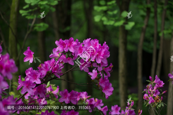 杜鵑花