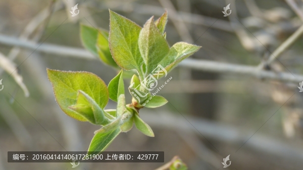 樹葉,嫩芽