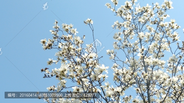 白色花,白玉蘭