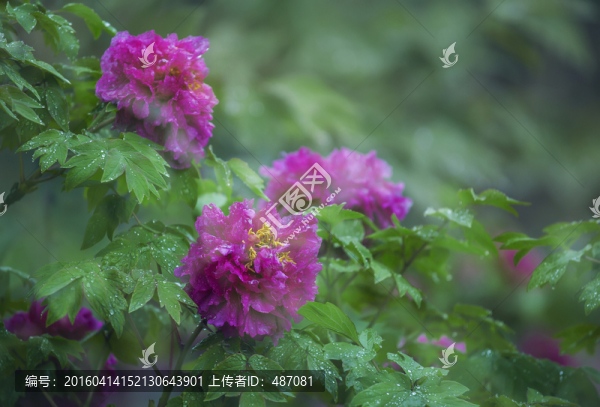 富貴牡丹花