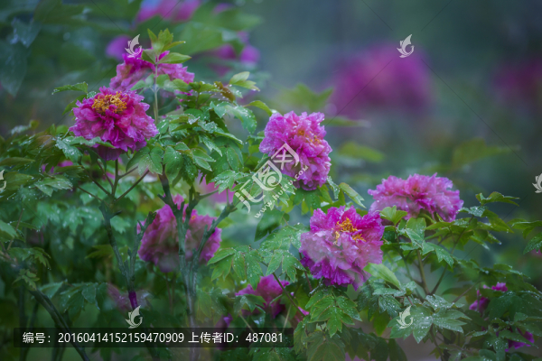富貴牡丹花
