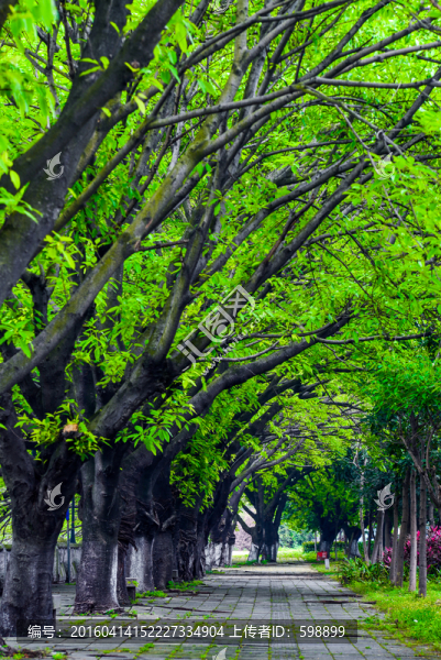 綠樹林