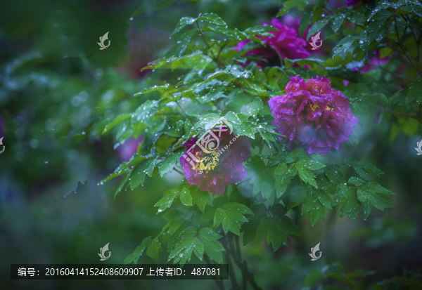 富貴牡丹花